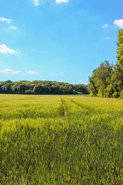 Under the blue sky white clouds near the trees green paddy fields
